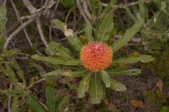 Banksia menziesii