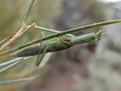 Orthodera