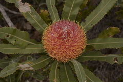 Banksia menziesii