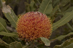 Banksia menziesii