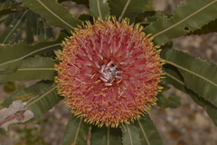 Banksia menziesii