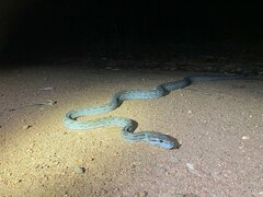 Nyctophilopython oenpelliensis