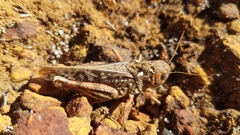 Pycnocrania grandidieri