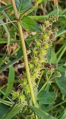 Cenchrus echinatus