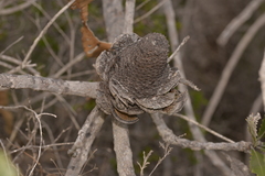 Banksia menziesii