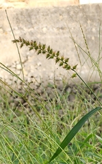 Cenchrus echinatus