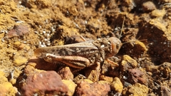 Pycnocrania grandidieri