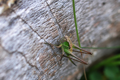Platycleis albopunctata