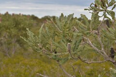 Banksia menziesii