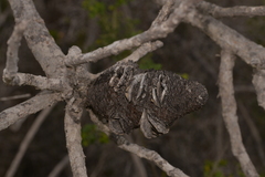 Banksia menziesii