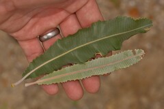 Banksia menziesii