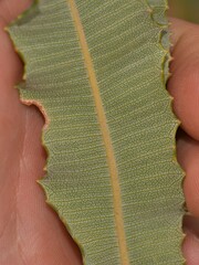 Banksia menziesii