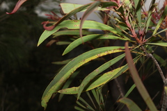 Persoonia falcata