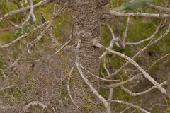 Banksia menziesii