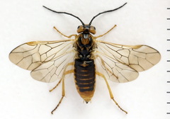 Euura clitellata