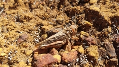 Pycnocrania grandidieri