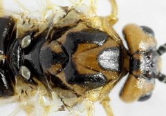 Euura clitellata
