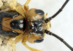 Euura clitellata
