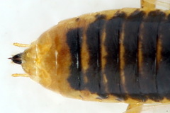 Euura clitellata