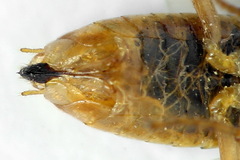 Euura clitellata