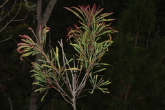 Persoonia falcata