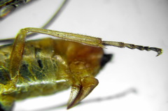 Euura clitellata