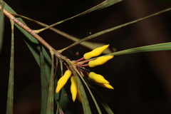 Persoonia falcata