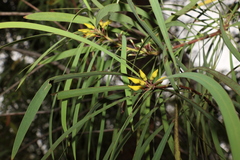 Persoonia falcata