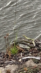 Dendrelaphis punctulatus