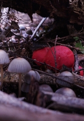 Leratiomyces erythrocephalus