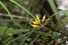Persoonia falcata