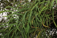Persoonia falcata