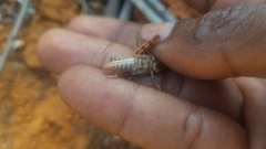 Pycnocrania grandidieri