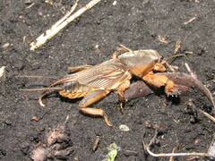 Gryllotalpa gryllotalpa