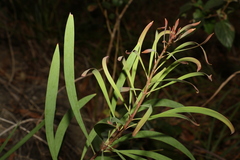 Persoonia falcata