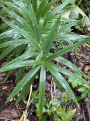 Polygonatum verticillatum