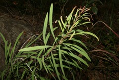 Persoonia falcata