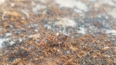 Pycnocrania grandidieri