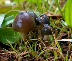 Psilocybe