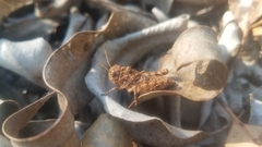 Pycnocrania grandidieri