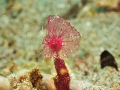 Oceanapia sagittaria