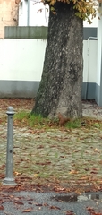 Sciurus vulgaris