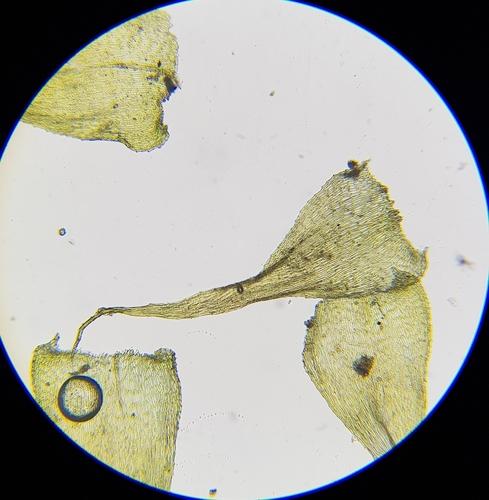 Image of Campylium protensum by (c) Helen Waterman, some rights reserved (CC BY)