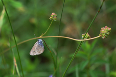 Cyaniris semiargus