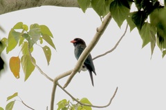 Eurystomus orientalis