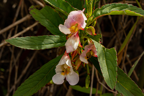 Impatiens polyantha image