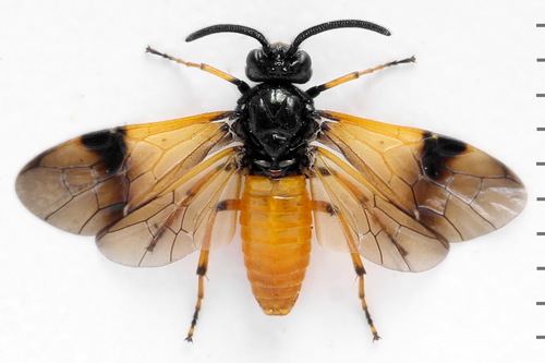 Bramble Sawfly, photo 3 of 10