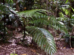 Cyathea rebeccae