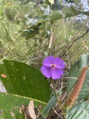 Osbeckia chinensis