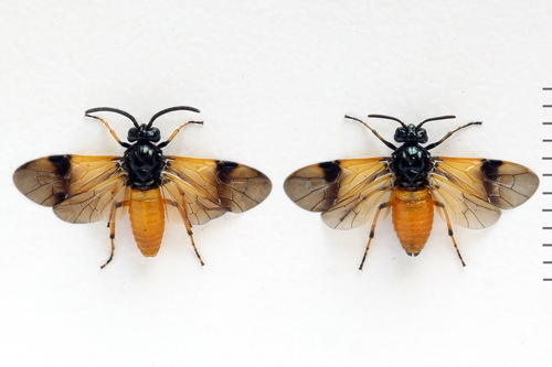 Bramble Sawfly, photo 4 of 10